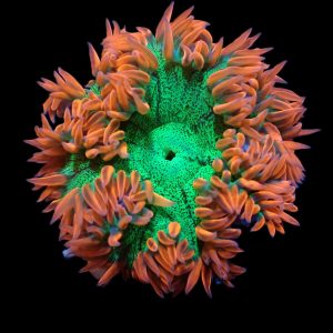 Epicystis crucifer (Flower anemone) ultra