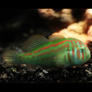 Gobiodon histrio (Tulitäplätokko)