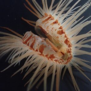 Limaria orientalis (Fire shells)