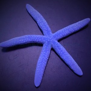Linckia laevigata (Blue linckia)