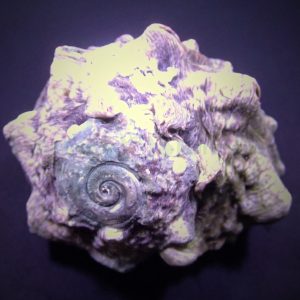 Lunella coronata (Crowned turban shell)