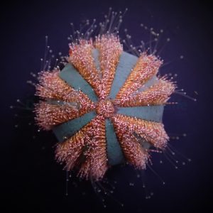 Mespilia globulus (Tuxedo urchin) red