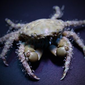 Mithraculus sculptus (Emerald crab)