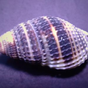 Nassarius vibex (Mudsnail)