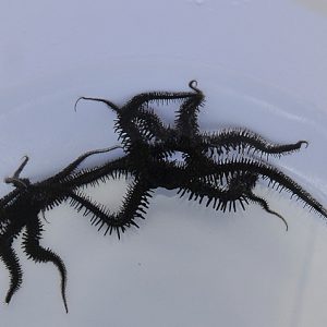 Ophiocoma spp. (Black brittlestar)