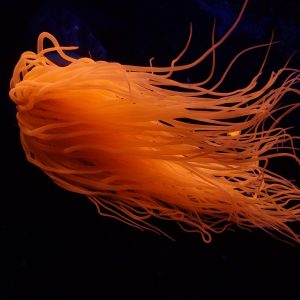 Pachycerianthus spp. (Cylinder anemone) orange