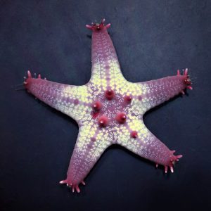Pentaceraster aleolatus (Honnycomb seastar)