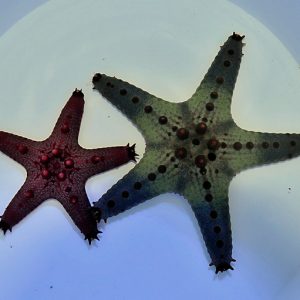 Pentaceraster regulus (Regular seastar)