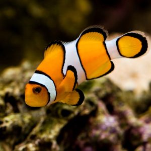 Amphiprion percula (Kiilavuokkokala)