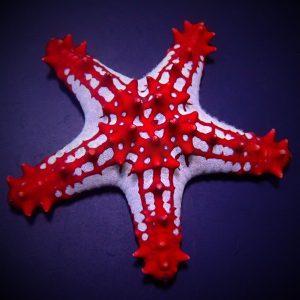 Protoreaster linckii (Red Knob Sea Star)