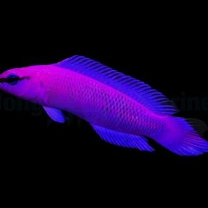 Lilakeijuahven (Pseudochromis fridmani)