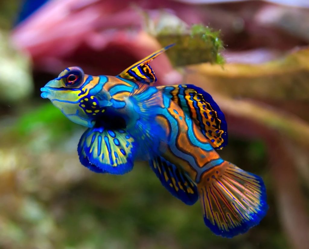 4. Synchiropus splendidus [sininen], suomeksi mandariinikala