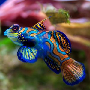 Synchiropus splendidus [sininen] (Mandariinikala)