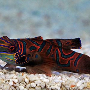 Synchiropus splendidus [punainen] (Mandariinikala)
