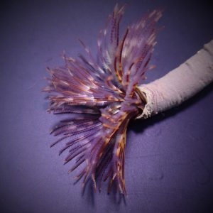 Sabellastarte magnifica (Magnificent feather duster)