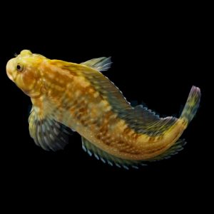 Scartella cristata (Molly miller)