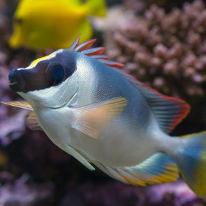 Siganus magnificus (Magnificent rabbitfish)