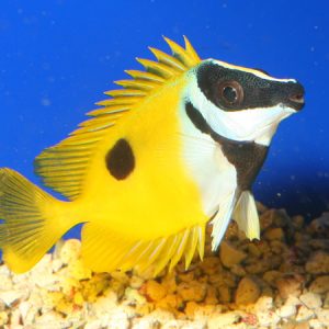 Siganus unimaculatus (One Spot Foxface)