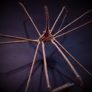 Stenorhynchus seticornis (Nuolirapu)