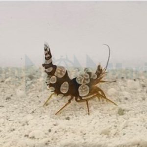 Thor amboinensis (Sexy anemone shrimp)