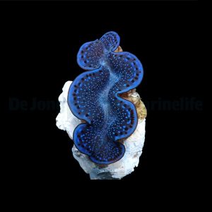 Tridacna maxima (Small giant clam) Blue