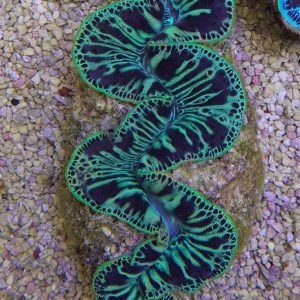 Tridacna maxima (Small giant clam) Green