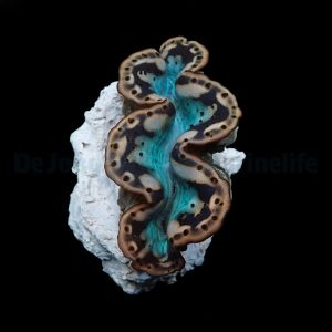 Tridacna maxima (Small giant clam) Yellow-gold