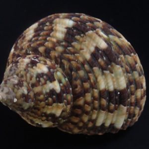 Turbo brunneus (Dwarf turban snail)
