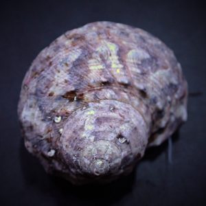 Turbo fluctuosus (Mexican turbo snail)