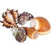Sea shells L-koko