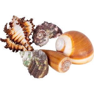 Sea shells L-koko