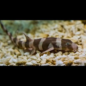 Chiloscyllium punctatum (Pistebambuhai)