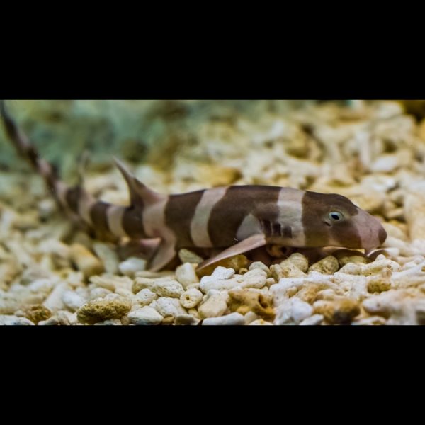 Chiloscyllium punctatum (Pistebambuhai)