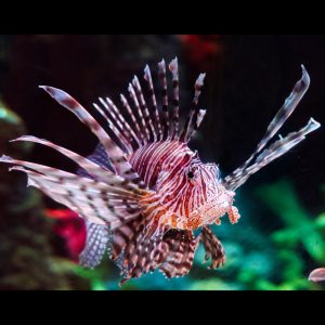 Dendrochirus zebra (Seeprasiipisimppu)