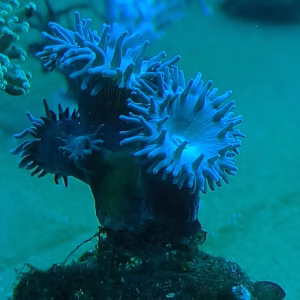 Duncanopsammia axifuga