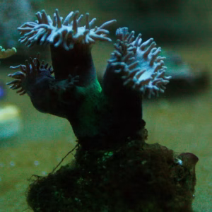 Duncanopsammia axifuga