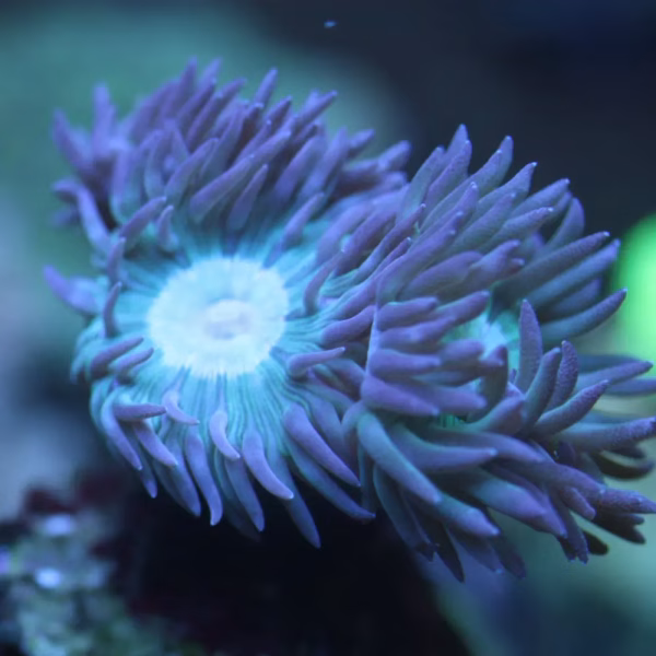 Duncanopsammia axifuga (premium)