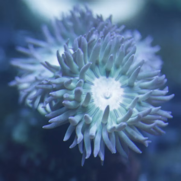 Duncanopsammia axifuga (premium)