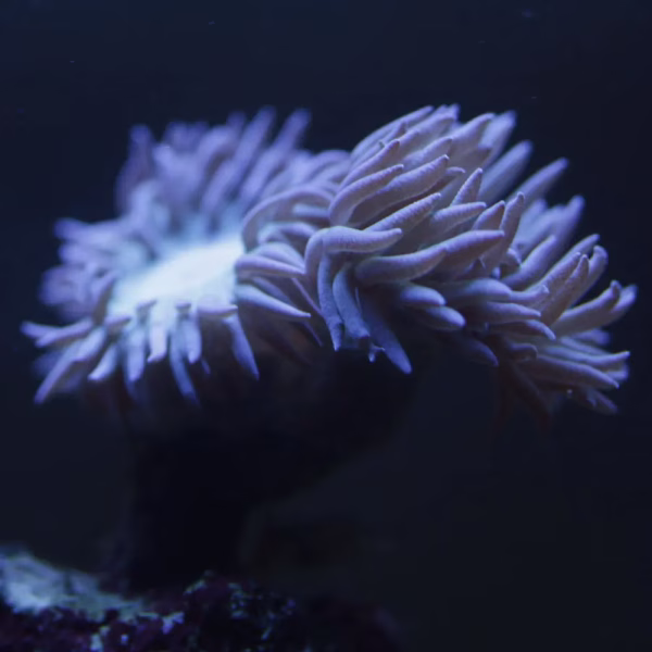 Duncanopsammia axifuga (premium)