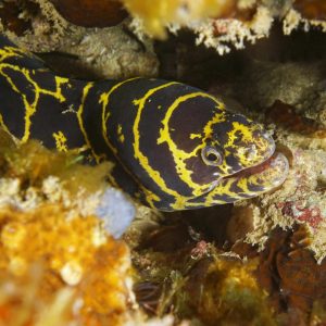 Echidna catenata (Chain moray)