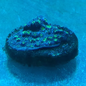 Echinopora lamellosa – Hollywood stunner (WYSIWYG)