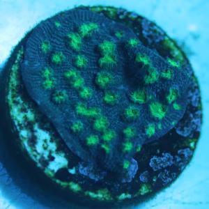 Echinopora lamellosa
