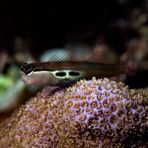 Ecsenius bimaculatus (Twinspot blenny)