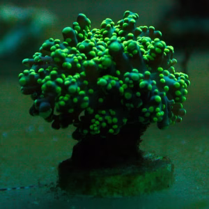Fimbriaphyllia paradivisa (frogspawn)