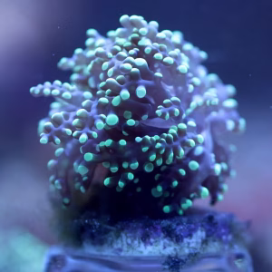Fimbriaphyllia paradivisa (octospawn) (premium) WYSIWYG