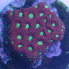 Favites pentagona (premium)