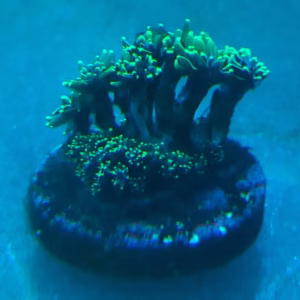 Galaxea spp.