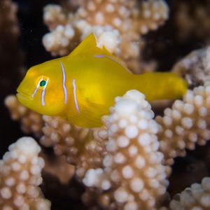 Gobiodon citrinus (Sitruunatokko)