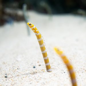 Gorgasia preclara (Splendid garden eel)