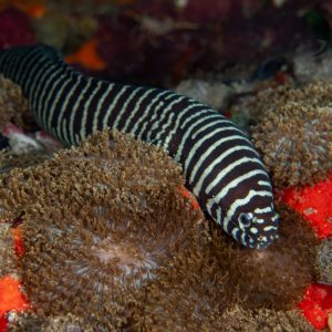 Gymnomuraena zebra (Seepramureena)